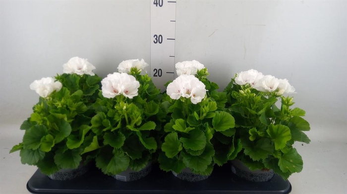 <h4>Pelargonium gran. ..</h4>