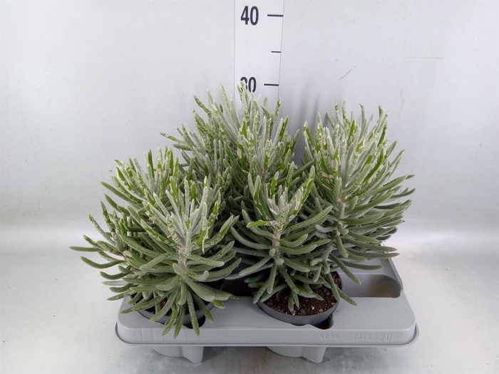 <h4>Senecio   ...</h4>