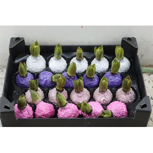 Wax Hyacinth Korrel Lente Mixl