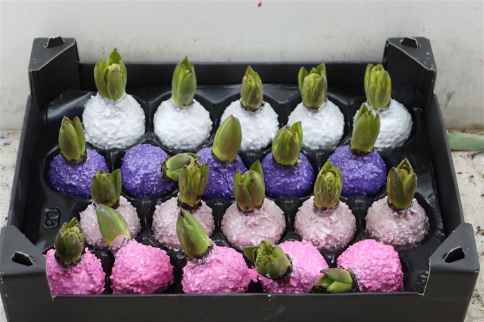 <h4>Wax Hyacinth Korrel Lente Mixl</h4>