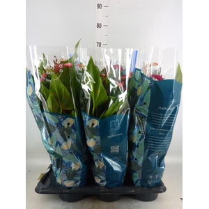 Anthurium andr. 'Pure Purple'