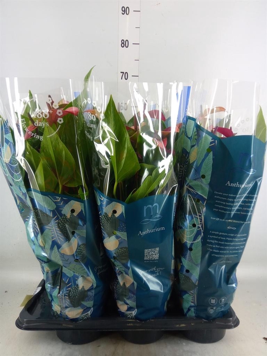 <h4>Anthurium andr. 'Pure Purple'</h4>