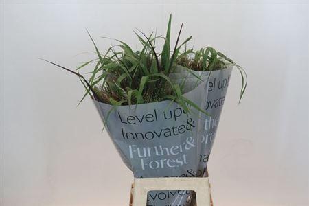 <h4>Siergr Gem Fust</h4>