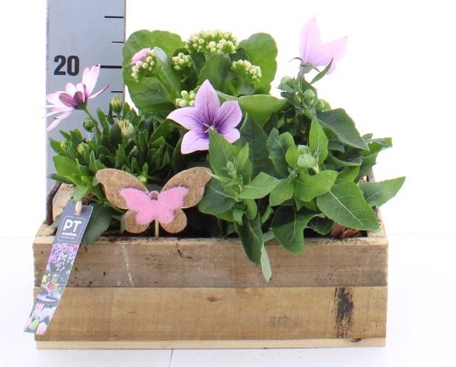 <h4>ARR TUINPLANTEN</h4>