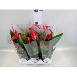 Anthurium  'Banderola Roja'