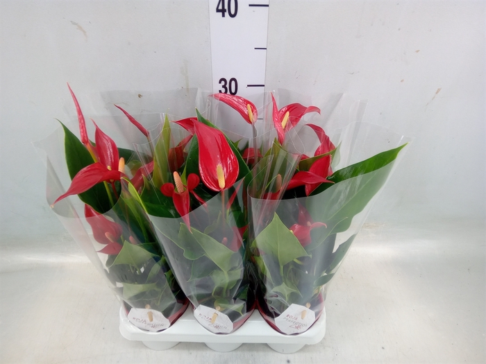 <h4>Anthurium  'Banderola Roja'</h4>