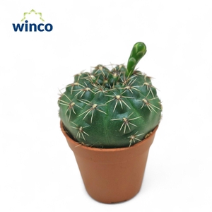 Gymnocalycium Baldianum (Flowering)