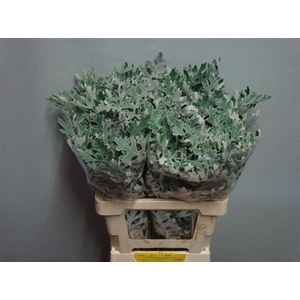 Jacobaea Maritima