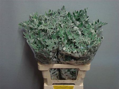<h4>Jacobaea Maritima</h4>