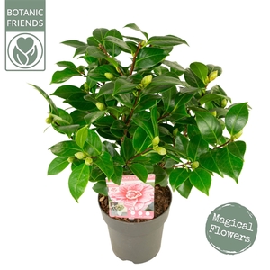 Camellia jap. 'Bonomiana' Premium