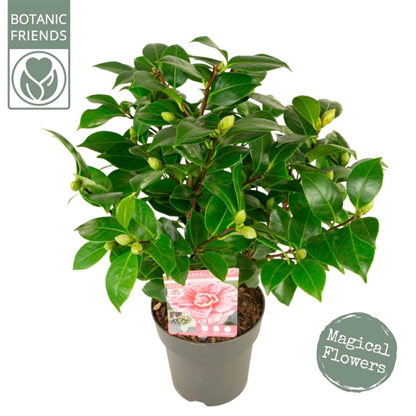 <h4>Camellia jap. 'Bonomiana' Premium</h4>