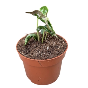 Alocasia