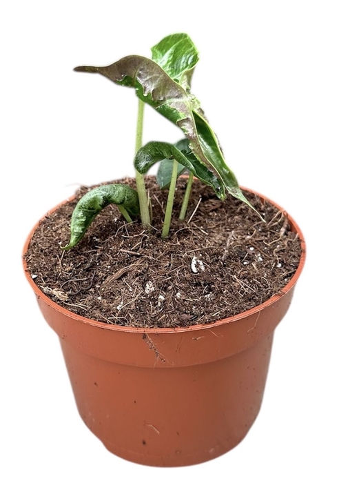 <h4>Alocasia</h4>