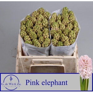 HYAC PINK ELEPHANT