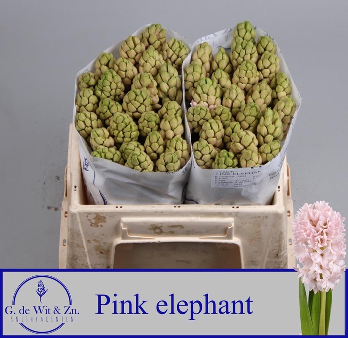 <h4>HYAC PINK ELEPHANT</h4>