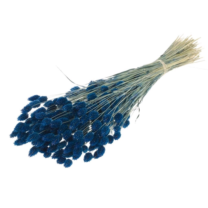 <h4>Phalaris dark blue</h4>