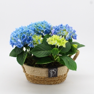 KHCR-2402B Hydrangea creatie