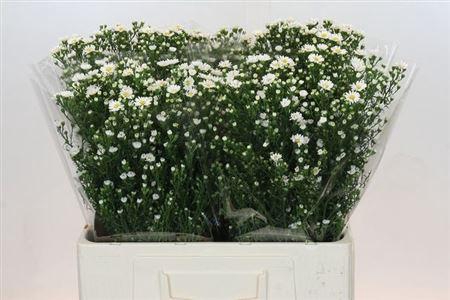 <h4>Ast Paquita</h4>