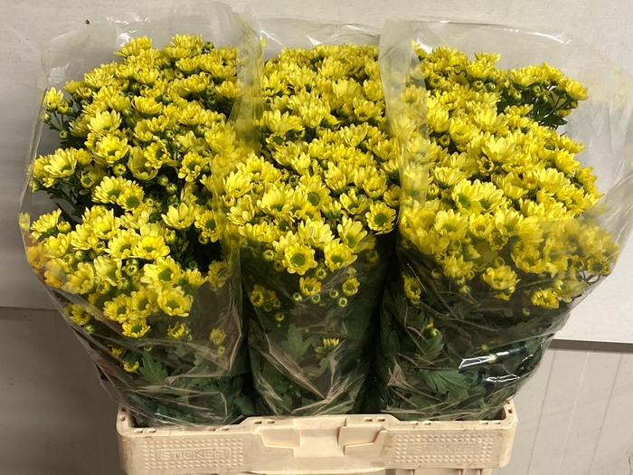 <h4>CHR S ROSSI CREAM</h4>