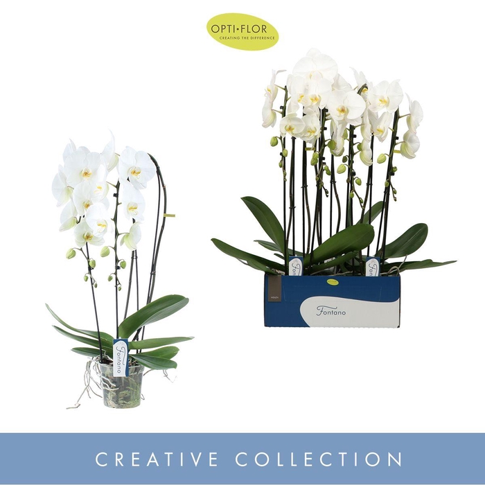 <h4>Phal Fontano Wealth 2 Tak</h4>