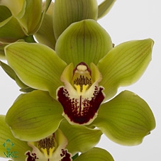 CYMB T FOREST K. MADRID 80 CM