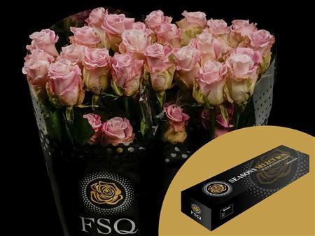 <h4>R Gr Faith Box</h4>