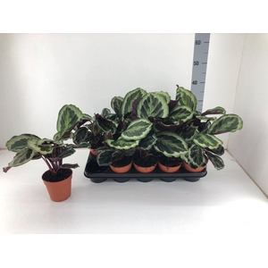 Calathea overig