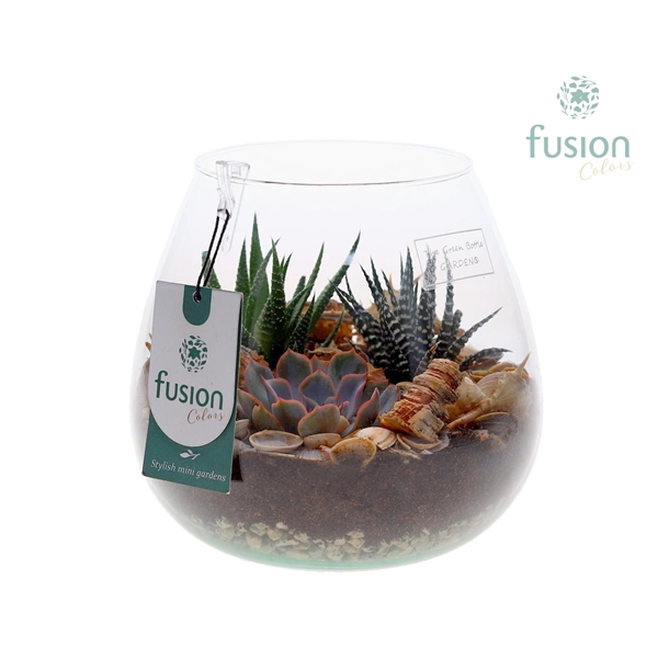 <h4>Green Bottle Abby Medium Maritiem met Succulenten en Haworthia</h4>