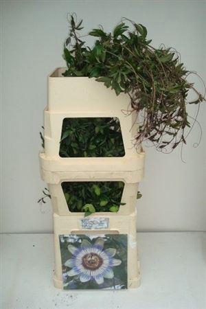 <h4>Passieflora</h4>