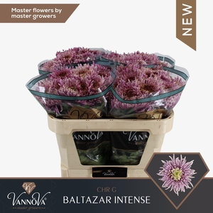 CHR G BALTAZAR INTENSE 70 GR.