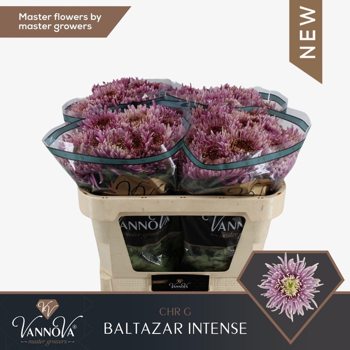 <h4>CHR G BALTAZAR INTENSE 70 GR.</h4>