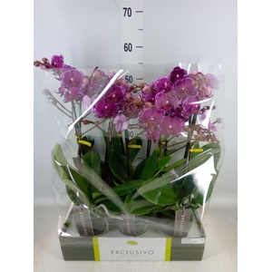 Phalaenopsis multi.   ...lilac