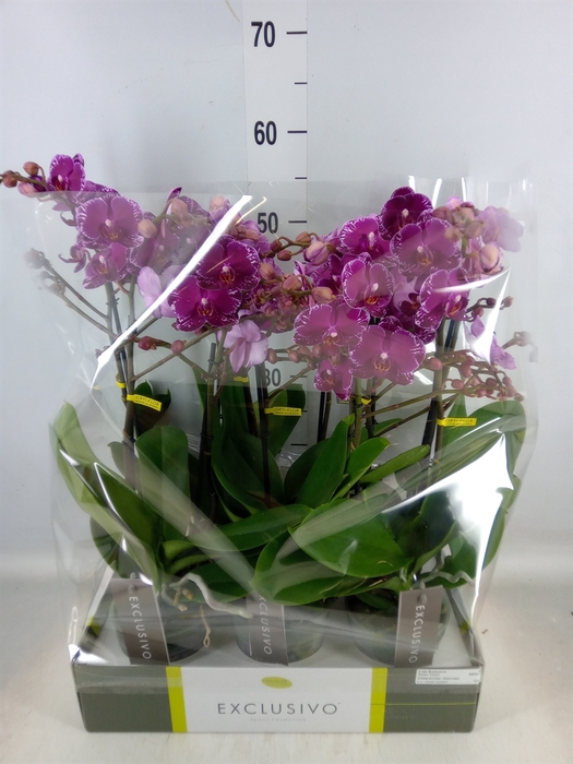 <h4>Phalaenopsis multi.   ...lilac</h4>