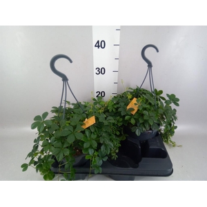 Parthenocissus inserta