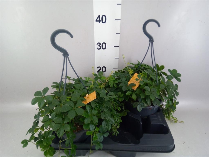 <h4>Parthenocissus inserta</h4>