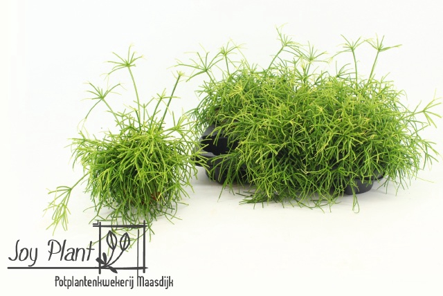 RHIPSALIS BA OASIS