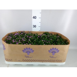 Aster n-b 'Showmakers Magenta'
