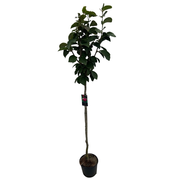 <h4>Magnolia 'Black Tulip'® Stam 150cm</h4>
