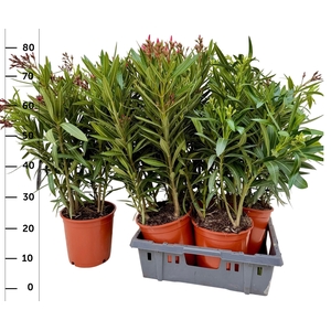 NERI OLEANDER