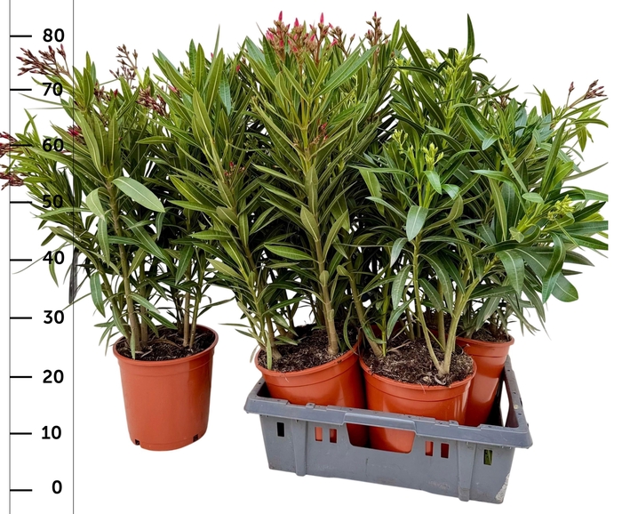 <h4>NERI OLEANDER</h4>