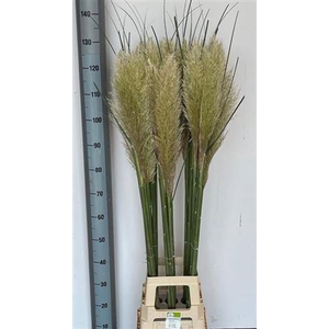 Cortaderia Ov White 130cm