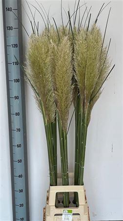 <h4>Cortaderia Ov White 130cm</h4>