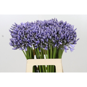 Agapanthus 'Lavender Surprise'
