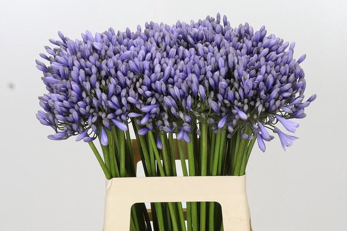 <h4>Agapanthus 'Lavender Surprise'</h4>