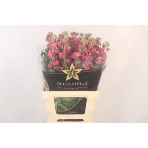 Matth Iron * Premium* Vintage Brown