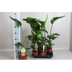 STRELITZIA NICOLAI