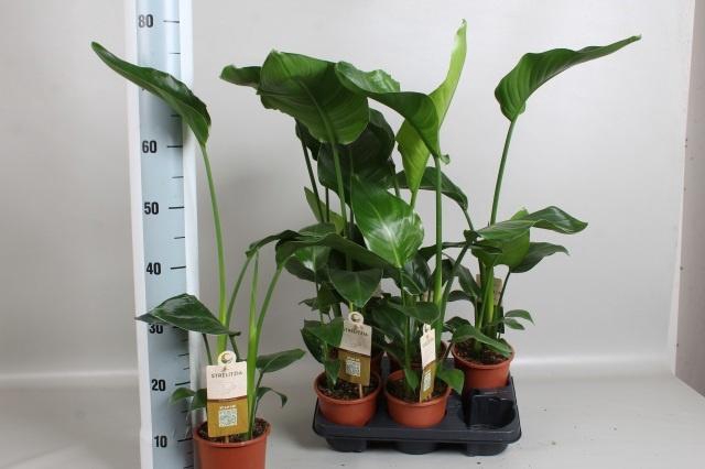 <h4>STRELITZIA NICOLAI</h4>