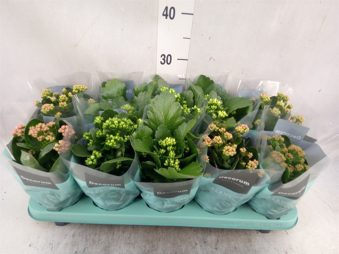 <h4>Kalanchoe blos.   ..rosebud mix  5</h4>