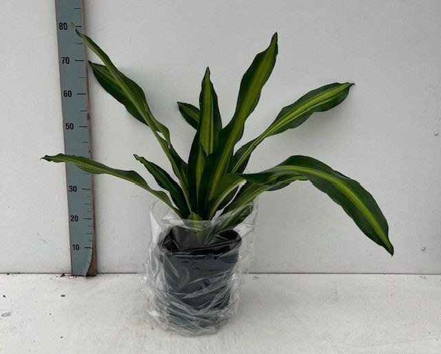 <h4>Dracaena frag. 'Burley'</h4>