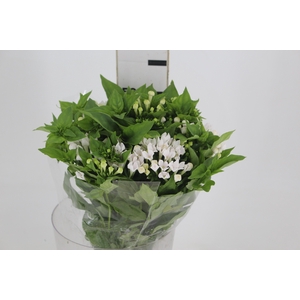 BOUVARDIA ELEGANCE BIANCA 050 CM